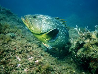 Mérou, Réserve nationale de Cerbère-Banyuls © D. Fioramonti