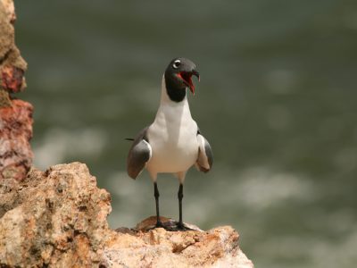 Mouette atricille, Réserve naturelle nationale de l'île du Grand Connétable © K. Pineau