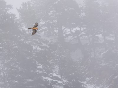 Gypaète barbu, RNCFS d'Orlu © Observatoire de la Montagne