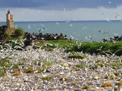 Oiseaux, Ile du Grand-Connétable ©