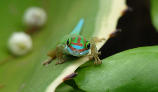 phelsuma_inexpectata_mickael_sanchez-3