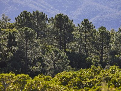 Pins maritimes, RBI des Maures © J. Bersi