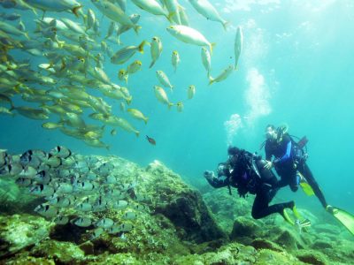 Plongée sous-marine, Réserve nationale de Cerbère-Banyuls © D. Fioramonti