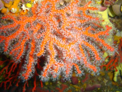 Réserve de Carry-le-Rouet (c) Parc marin de la Côte bleue