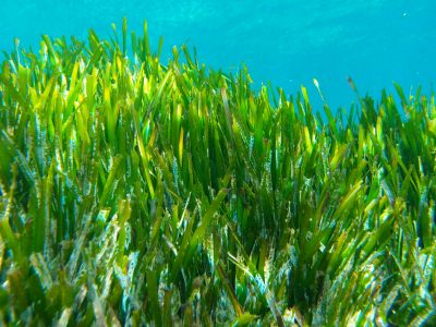 Herbier de Posidonies (c) PMCB