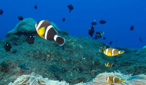 poisson-clown-2-julien-wickel_recadre2