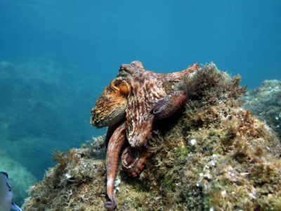 Poulpe, Réserve nationale de Cerbère-Banyuls © D. Fioramonti