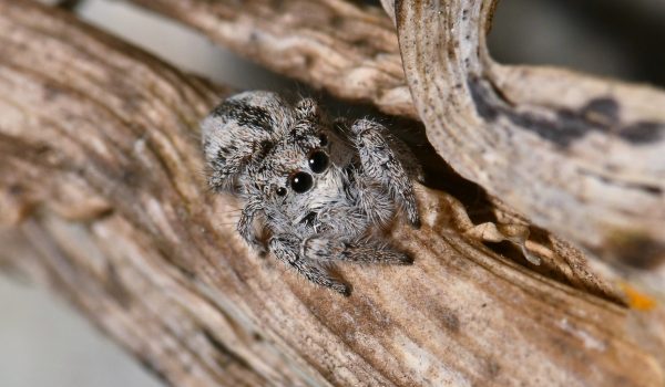 pseudomogrus-salsicola-site-1