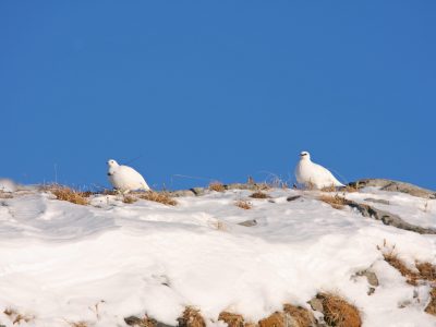 Lagopèdes alpins (c) G.Garcel