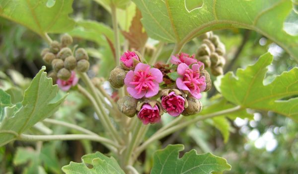 ruizia-cordata_sonia-francoise