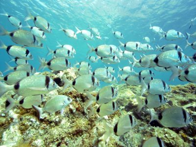 Sars à tête noire, Réserve nationale de Cerbère-Banyuls © D. Fioramonti