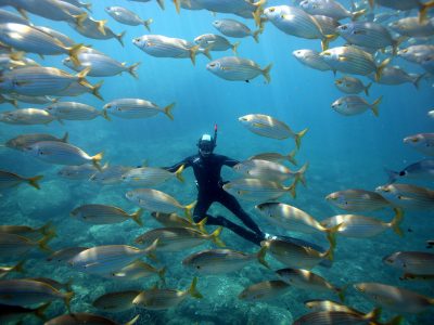 Saupes, Réserve nationale de Cerbère-Banyuls © D. Fioramonti