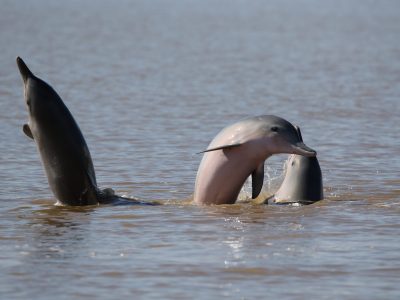 Sotalies, Réserve naturelle nationale de l'île du Grand Connétable © A.Bordin