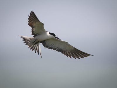 Sterne fuligineuse © K. Pineau