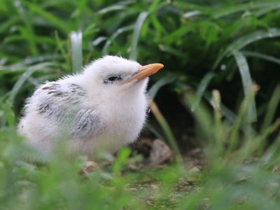 Poussin de Sternes © K. Pineau
