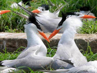 Sternes de Cayenne © K. Pineau