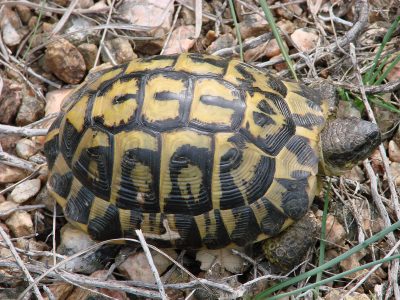 Tortue d'Hermann, RBI des Maures © H.P. Savier