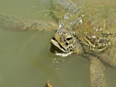 Tortue verte juvénile © T. Autin