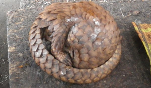 trafic-pangolin-marche