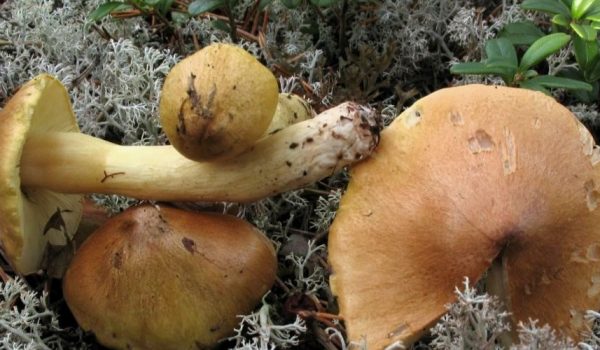 tricholoma-aestuans_jean-paul-maurice