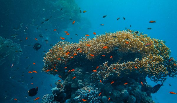 A vertical shot of small colorful fish swimming around beautiful corals under the sea