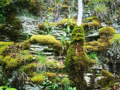 RNR du Val Suzon (c) L. Lefebvre, CF UICN